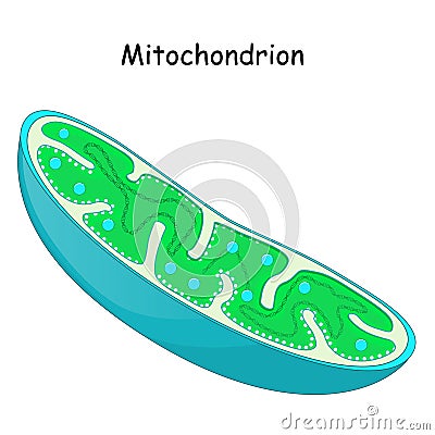 Mitochondria. structure and anatomy of a mitochondrion Vector Illustration