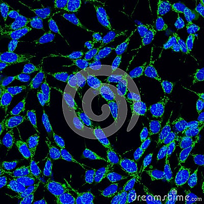 Mitochondria in cells Stock Photo