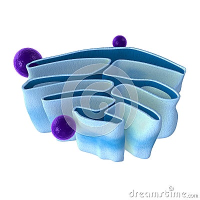 Mitochondria Stock Photo