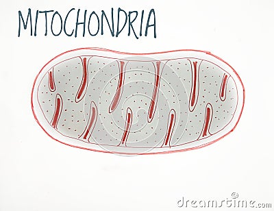 Mitochondria Sketch in White background with writing sketch below Stock Photo