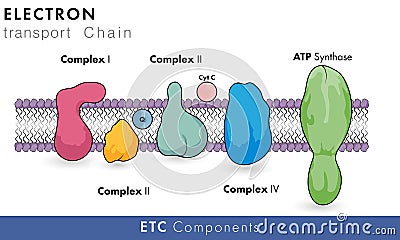 Components of electron transport chain of mitochondria having role in oxidative phosphorylation and chemiosmosis Vector Illustration