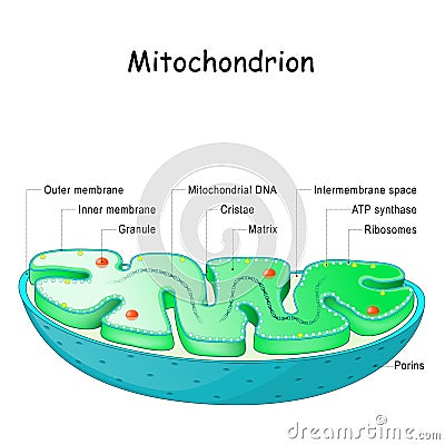 Mitochondrion anatomy. Structure, components and organelles. Vector Illustration