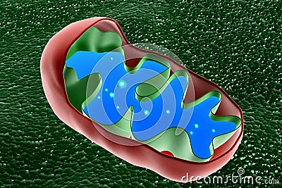 Mitochondrion cross section Stock Photo