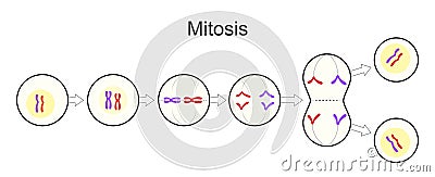 Mitosis. Cell division. Asexual reproduction Vector Illustration