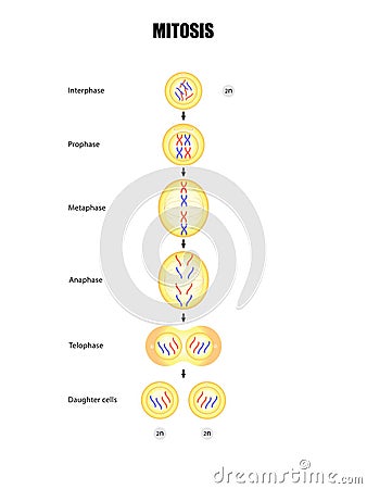 Mitosis diagram, Cell division Vector Illustration