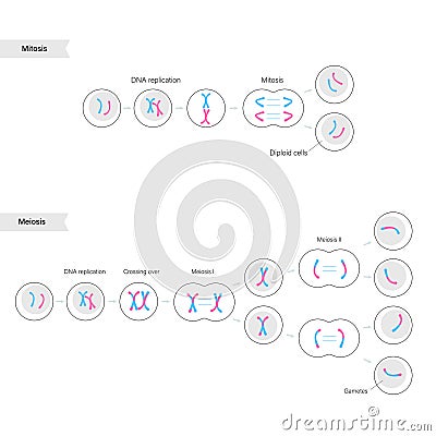 Mitosis and meiosis Vector Illustration