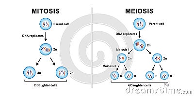 Mitosis VS Meioisis Vector Illustration