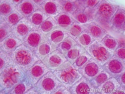 Mitotic cells under the microscope. Onion root tip Stock Photo