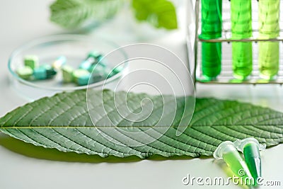 Mitragyna speciosa korth kratom drug plant in laboratory resea Stock Photo