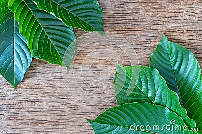 Mitragyna speciosa Korth Kratom is drug from plant Stock Photo