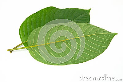 Mitragynina speciosa or Kratom leaves plant Stock Photo