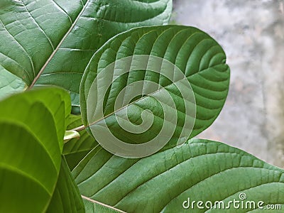 Mitragynine, Mitragyna speciosa, Kratom green leaf Stock Photo