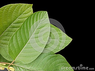 Mitragynine, Mitragyna speciosa, Kratom green leaves on black background Stock Photo