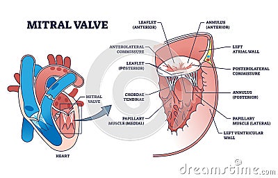 Mitral valve structure with medical cardio heart anatomy outline diagram Vector Illustration