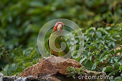 Mitred parakeet, Psittacara mitratus, red green parrot sitting on the tree trunk in the nature habitat. Bird mitred conure in the Stock Photo