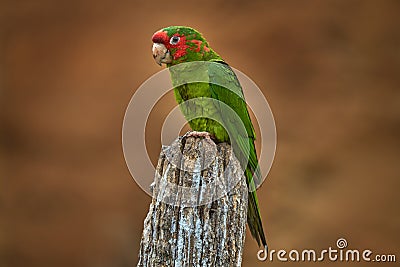 Mitred parakeet, Psittacara mitratus, red green parrot sitting on the tree trunk in the nature habitat. Bird mitred conure in the Stock Photo