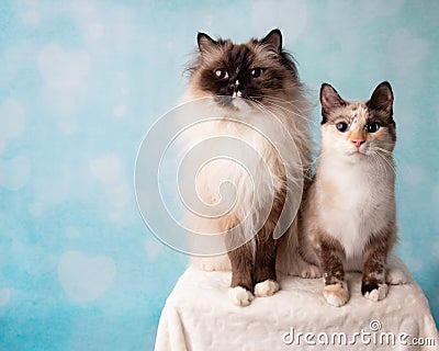Mitted Seal Point Ragdoll and Siamese Mix Cat Portrait in Studio Stock Photo