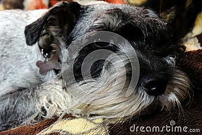 Mittelschnauzer bearded and wistful Stock Photo