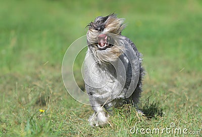 Mittelschnauzer (standard) running Stock Photo