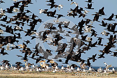 Mix big flock of different waterbirds take off Stock Photo