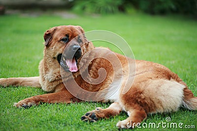 Mix breed Chow-Chow dog sitting Stock Photo