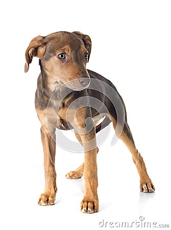 Mix breed doberman Stock Photo