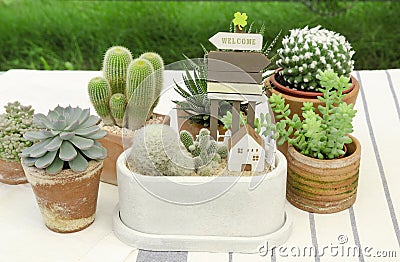 Mix of cactus and succulent plant arrangement with house mini figure terrarium Stock Photo