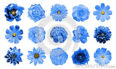 Mix collage of natural and surreal blue flowers 15 in 1: dahlias, primulas, perennial aster, daisy flower, roses, peony isolated Stock Photo