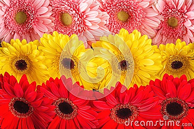 Mix colour of daisies or gerberas, flower background photography Stock Photo