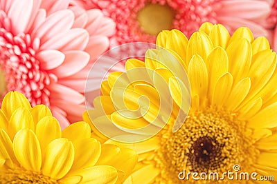Mix colour of daisies or gerberas, flower background photography Stock Photo