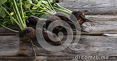 Mix of cracked organic black radishes with fresh green tops Stock Photo