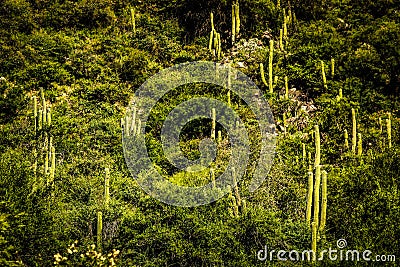 Hill in fertile valley of flora, vegetation in different shades of green. Stock Photo