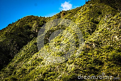 Hill in fertile valley of flora, vegetation in different shades of green. Stock Photo