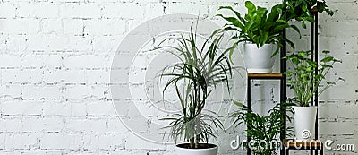 potted indoor plants on stand by white brick wall. air purifying houseplants. banner copy space Stock Photo