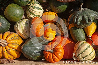 Mix of ripe green, orange, yellow pumpkins, squash and gourds with different varieties and shapes from the fresh harvest Stock Photo