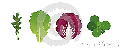 Mix of salad leaves. Arugula, lettuce, watercress and radicchio. Vector illustration set in flat style Vector Illustration