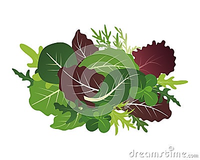 Mix of salad leaves. Arugula, spinach and lettuce leaf. Vector illustration set in flat style. Vector Illustration