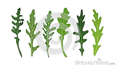 Mix of salad leaves. Set of arugula rucola, rocket salad fresh green leaves isolated on white background. Vector Illustration Stock Photo