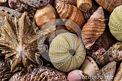 A Mix of Seashells Stock Photo