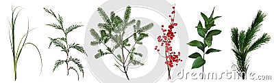 Mix of seasonal herbs and plants vector collection. Christmas winter greenery Vector Illustration