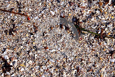 Mix of seaweed, shells, sand, pebbles - Background Stock Photo