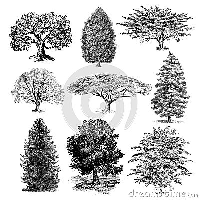 Collection of vintage tree illustrations Stock Photo