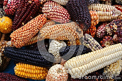 Mix variety of Peruvian native heirloom corns in Cusco local farmer market Stock Photo