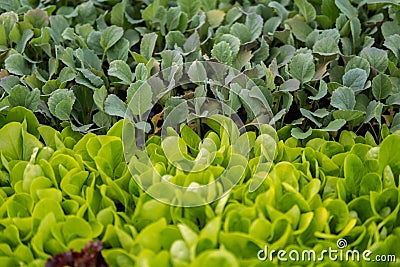 mix of vegetables inside of a greenhouse Stock Photo