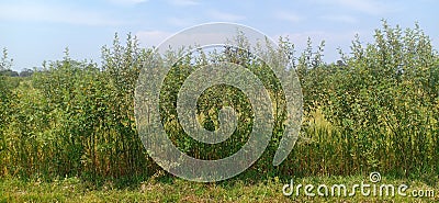 Mixed agriculture paragon pea and mustard and grass in madhubani India Stock Photo