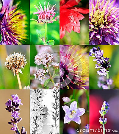 Mixed beautiful flowers Stock Photo