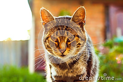 Mixed Bengal cat. Feline, background. Relaxed domestic cat at home, outdoor. Portrait of a beautiful american short hair Stock Photo