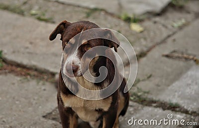 Mixed breed brown dog portrait Stock Photo