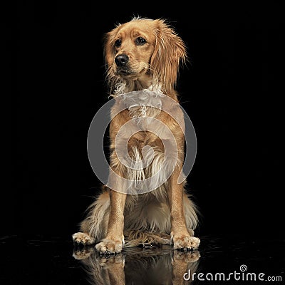 Mixed breed brown funny dog in a dark studio Stock Photo