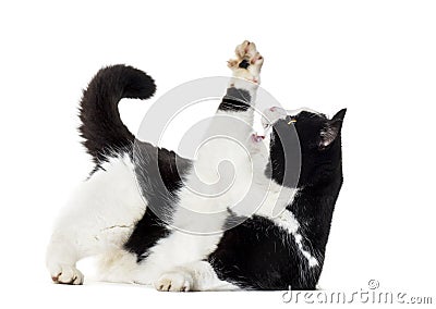 Mixed breed cat reaching up against white background Stock Photo